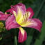 Hemerocallis Watson Park Eyes